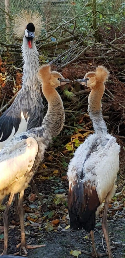 East African Crowned Crane chicks at Wingham Wildlife Park, Kent