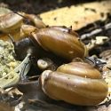 two snails next to each other