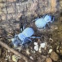 blue beetles in enclosure