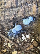 blue beetles in enclosure