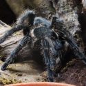 Chilean tarantula in an enclosure