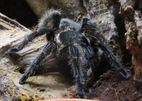 Chilean tarantula in an enclosure