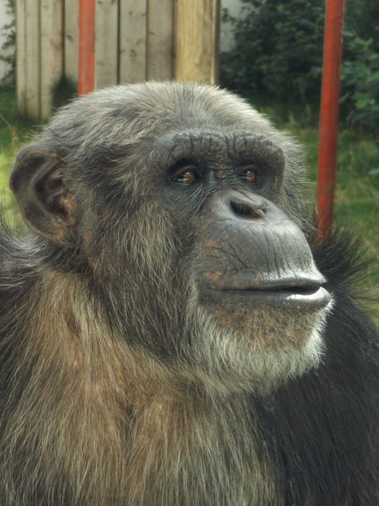 Western Chimpanzee at Wingham Wildlife Park, Kent. 