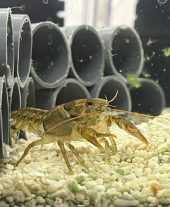 a crayfish in its tank