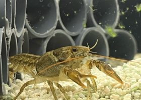 a crayfish in its tank