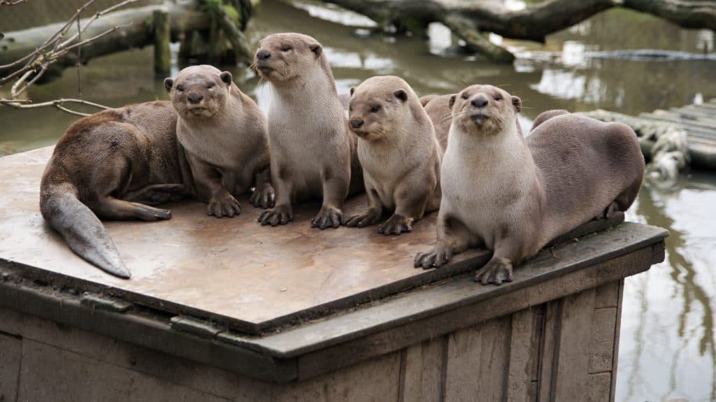 Smooth Coated Otters at Wingham Wildlife Park, Kent. Christmas gift ideas.