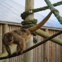 Howler monkey