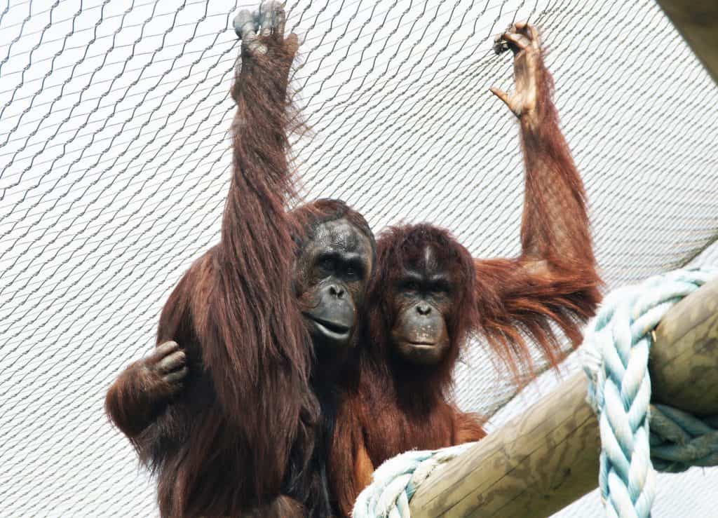 Bornean Orangutans at Wingham Wildlife Park, Kent. Christmas gift ideas.