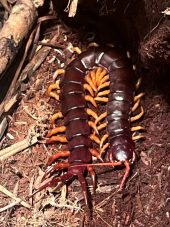 a giant centipede curls back on itself