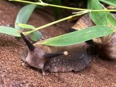 a snail coming toward the camera