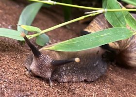 a snail coming toward the camera