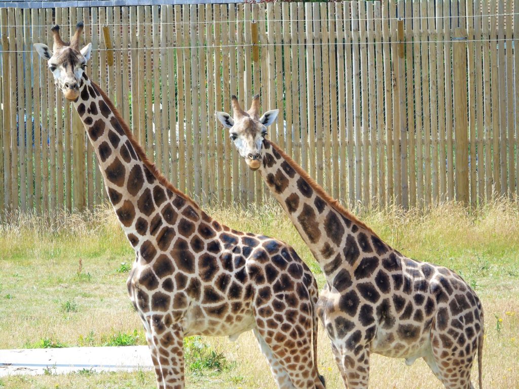 Rothschilds giraffes at Wingham Wildlife Park. Christmas gift ideas.