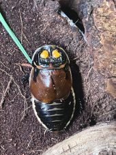 a cockroach on soil