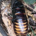 a cockroach on detrus