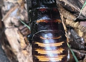 a cockroach on detrus