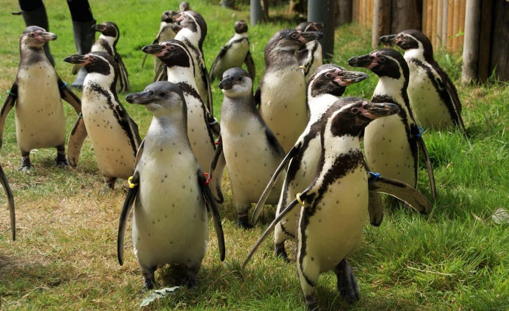 Humboldt Penguins at Wingham Wildlife Park, Kent. Christmas gift ideas.