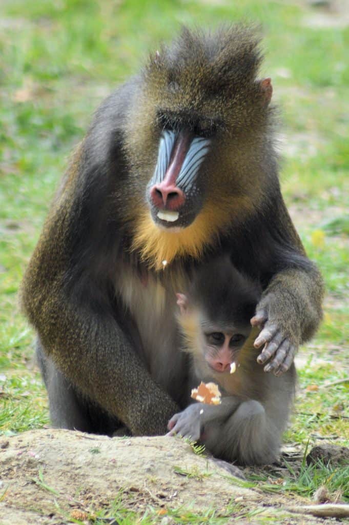 Mandrill at Wingham Wildlife Park, Kent.