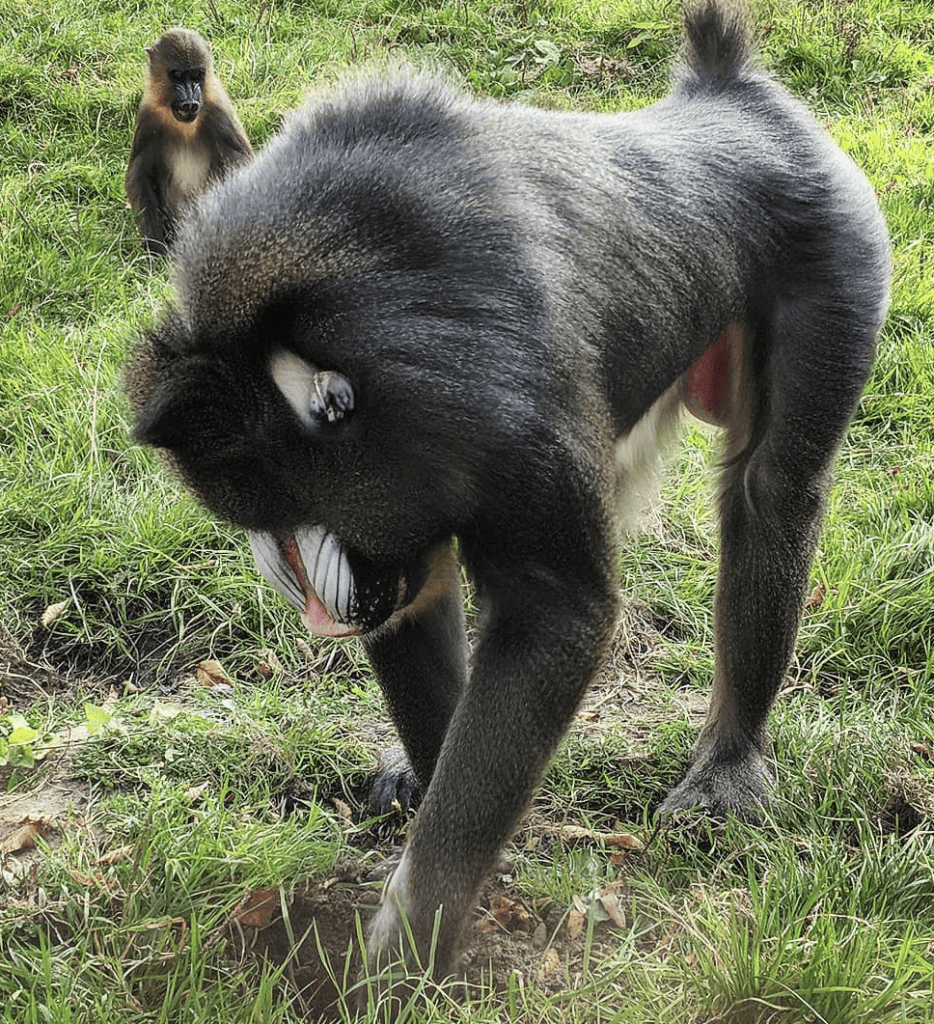 Mandrills at Wingham Wildlife Park, Kent.