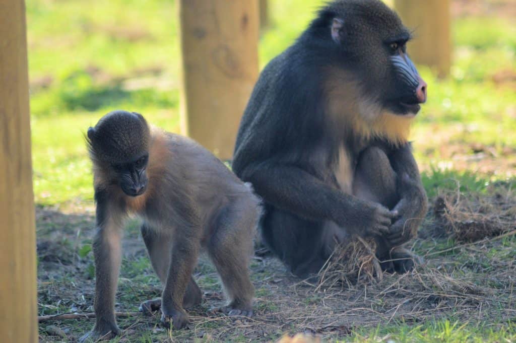 Mandrills at Wingham Wildlife Park, Kent.