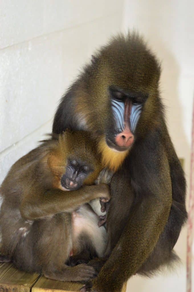 Mandrill young at Wingham Wildlife Park, Kent.