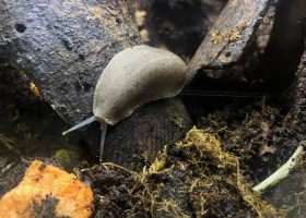 a slug in an enclosure