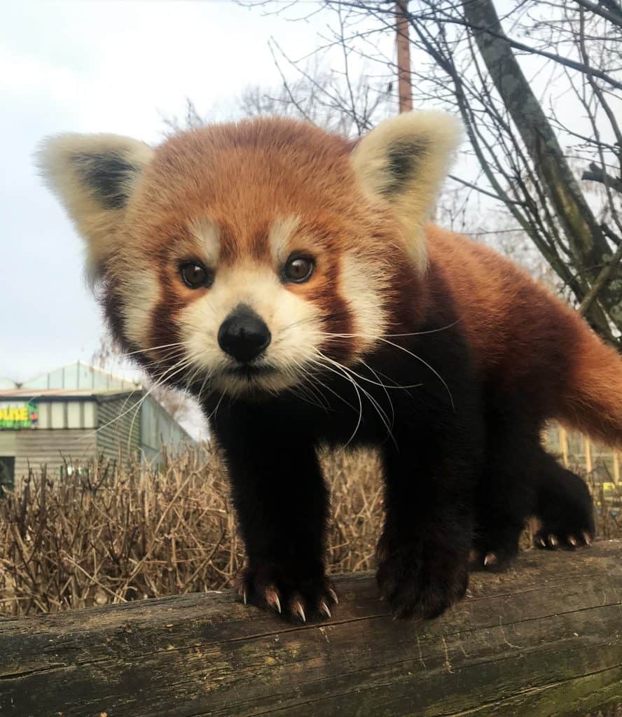 Red Panda at Wingham Wildlife Park, Kent. Christmas gift ideas.