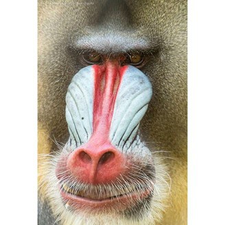 Mandrill at Wingham Wildlife Park, Kent.