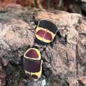 two sun beetles in their enclosure