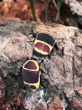 two sun beetles in their enclosure