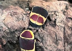 two sun beetles in their enclosure