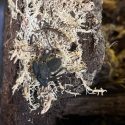 a whip spider inside its enclosure