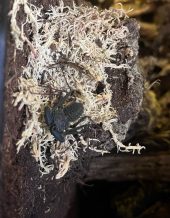 a whip spider inside its enclosure