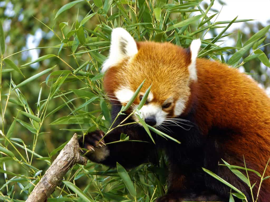 Red Panda, Mai enjoying her bamboo browse at Wingham Wildlife Park, Kent.