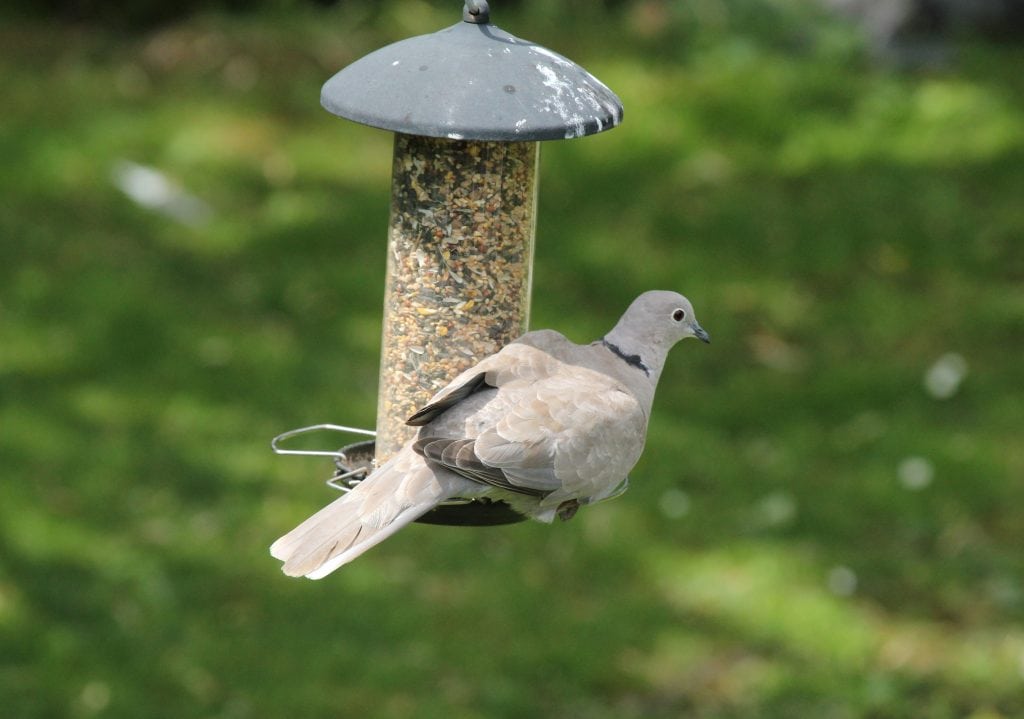 Collared Dove. Wingham Wildlife Park, Kent. Photo Credit, John Buckingham.