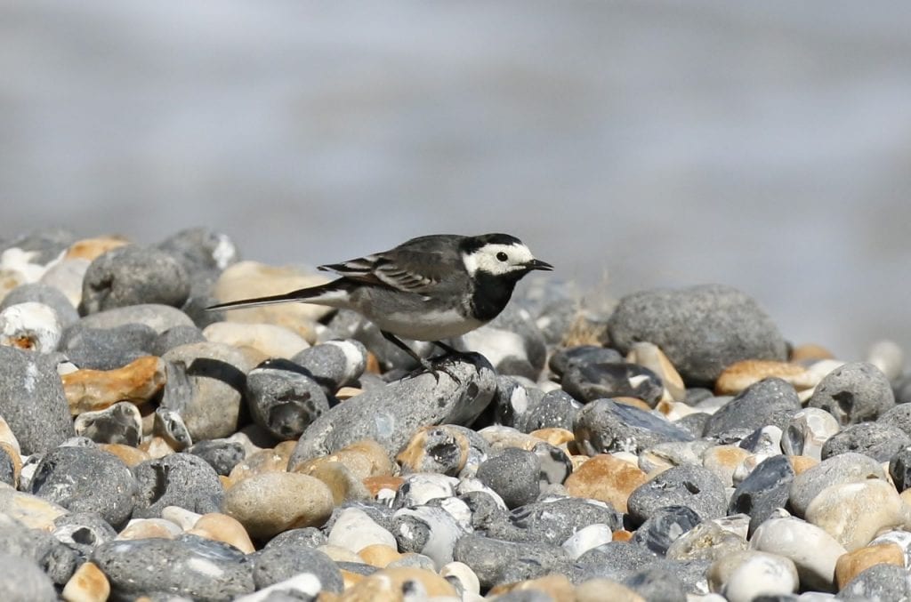 Pied Wagtail. Wild Birds blog at Wingham Wildlife Park, Kent. Photo Credit, John Buckingham.