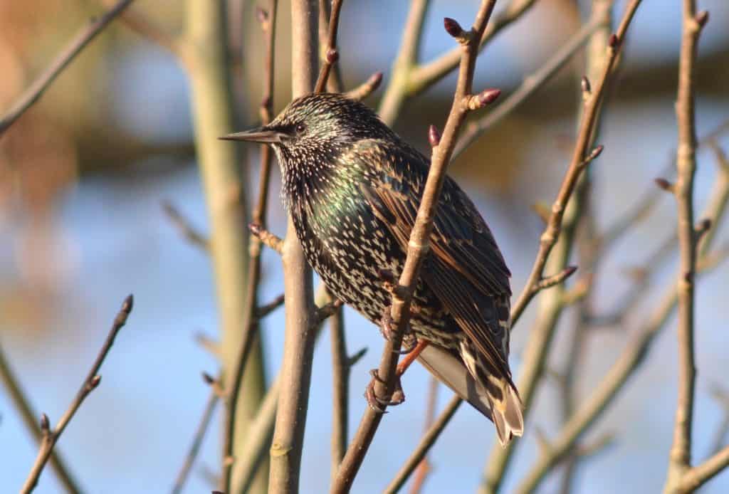 Starling. Wild Birds blog at Wingham Wildlife Park, Kent. Photo Credit, John Buckingham.