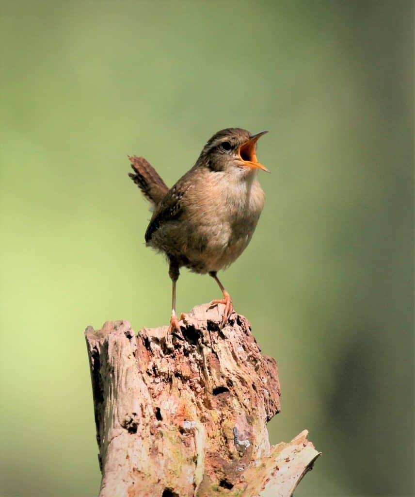 Wren. Wild Birds blog at Wingham Wildlife Park, Kent. Photo Credit, John Buckingham.