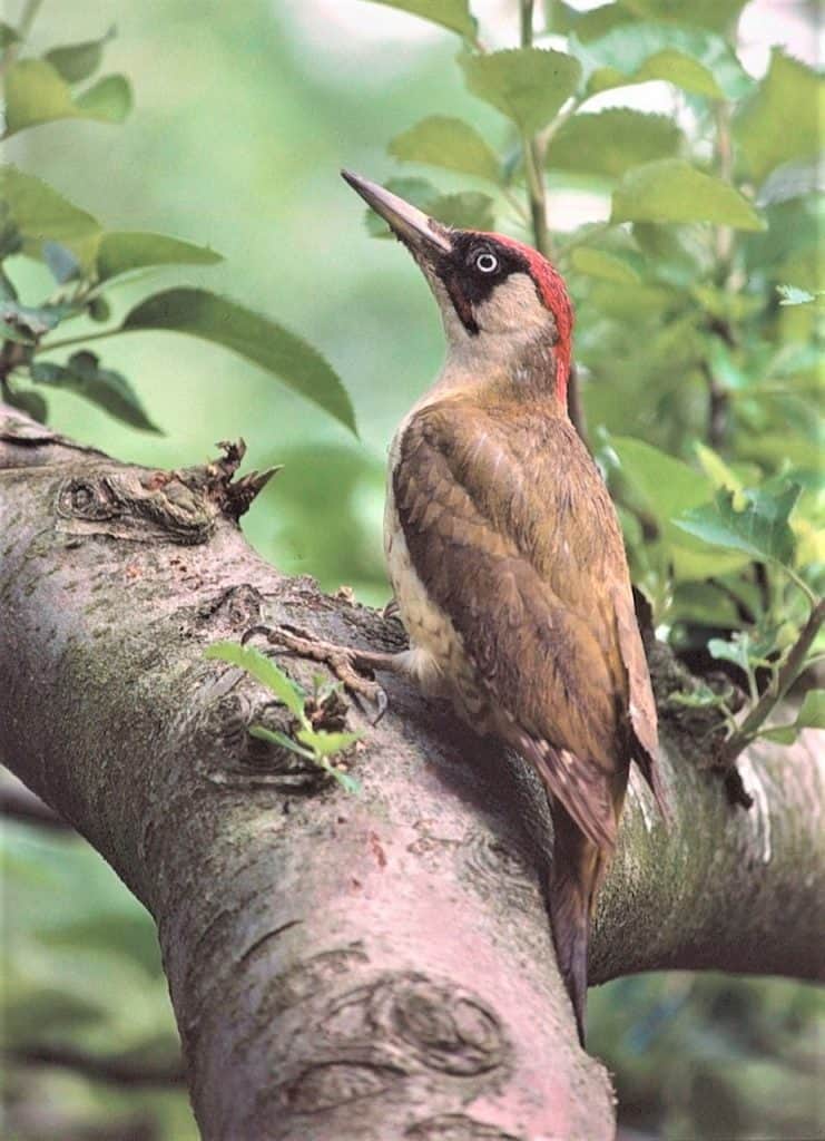 Green woodpecker. Wild Birds blog at Wingham Wildlife Park, Kent. Photo Credit, John Buckingham.