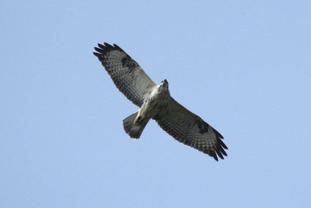 Buzzard. Wild Birds blog at Wingham Wildlife Park, Kent. Photo Credit, John Buckingham.