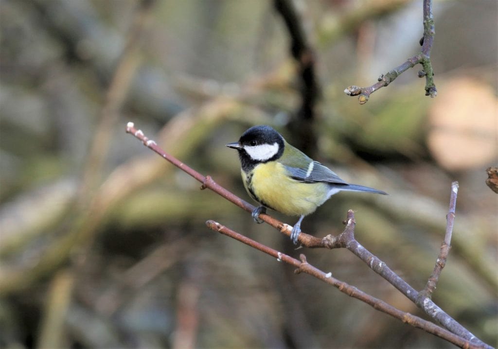 Great Tit, Wild Birds blog at Wingham Wildlife Park, Kent. Photo Credit, John Buckingham.