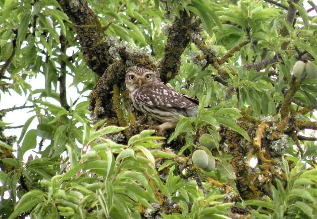 Little Owl. Wild Birds blog at Wingham Wildlife Park, Kent. Photo Credit, John Buckingham.