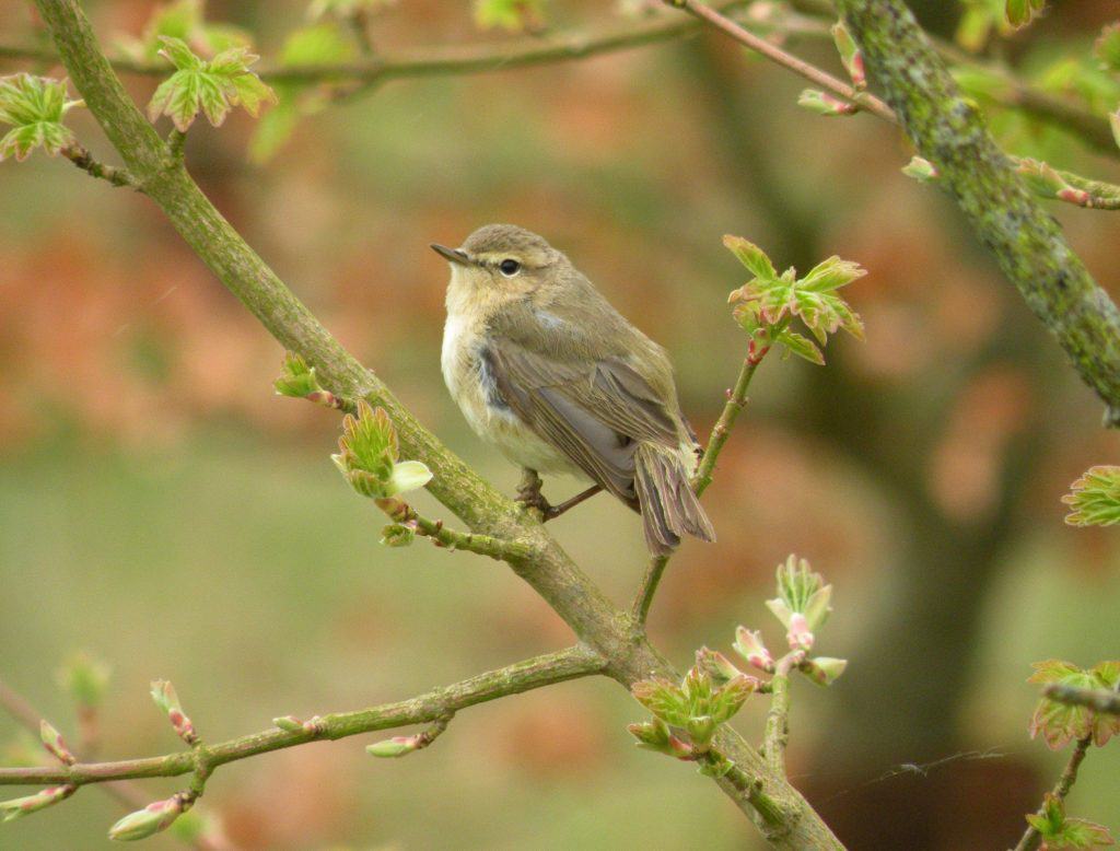 Chiffchaff. Wild Birds blog at Wingham Wildlife Park, Kent. Photo Credit, John Buckingham.