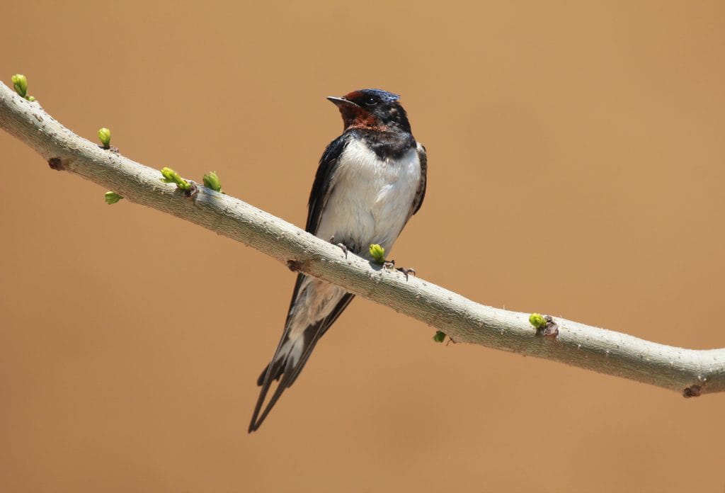 Swallow. Wild Birds blog at Wingham Wildlife Park, Kent. Photo Credit, John Buckingham.