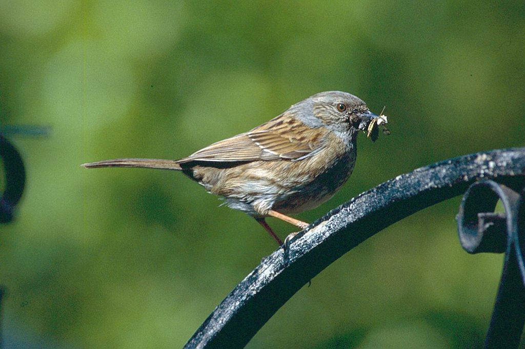 Dunnock. Wild Birds blog at Wingham Wildlife Park, Kent. Photo Credit, John Buckingham.