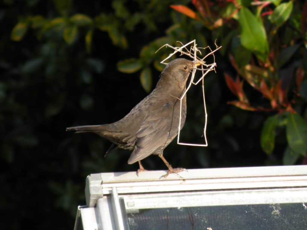 Female Blackbird. Wild Birds blog at Wingham Wildlife Park, Kent. Photo Credit, John Buckingham.