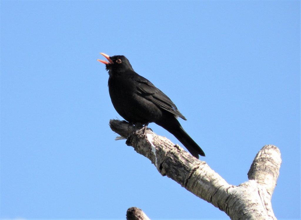 Male blackbird. Wingham Wildlife Park, Kent. Photo Credit, John Buckingham.