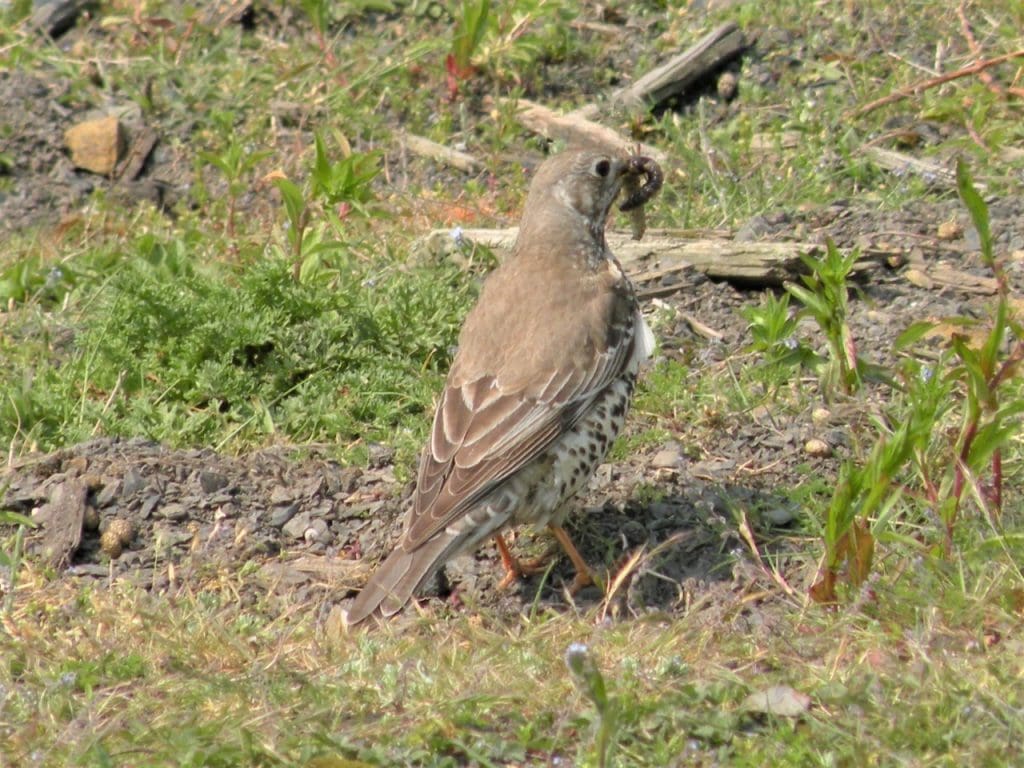 Mistle Thrush. Wild Birds blog at Wingham Wildlife Park, Kent. Photo Credit, John Buckingham.