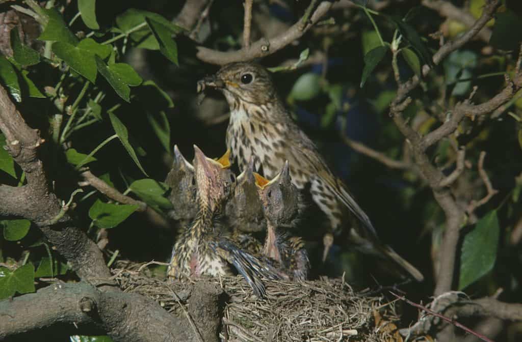 Song Thrush. Wild Birds blog at Wingham Wildlife Park, Kent. Photo Credit, John Buckingham.