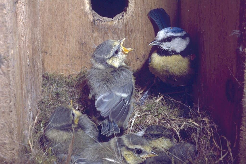 Blue Tit. Wild Birds blog at Wingham Wildlife Park, Kent. Photo Credit, John Buckingham.