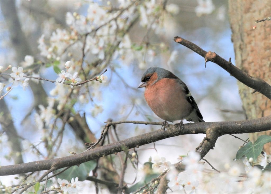 Chaffinch. Wild Birds blog at Wingham Wildlife Park, Kent. Photo Credit, John Buckingham.